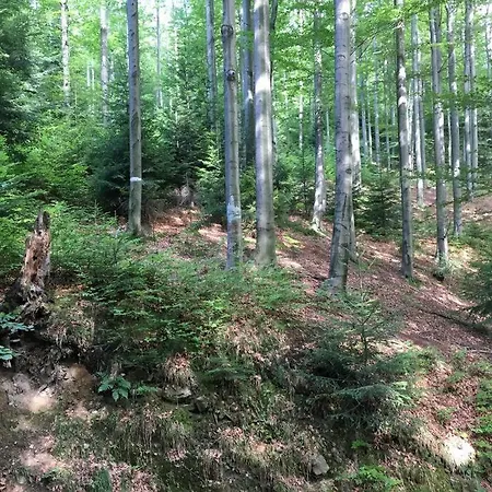 Enchanting Antique In The Polish Forest בית נופש *